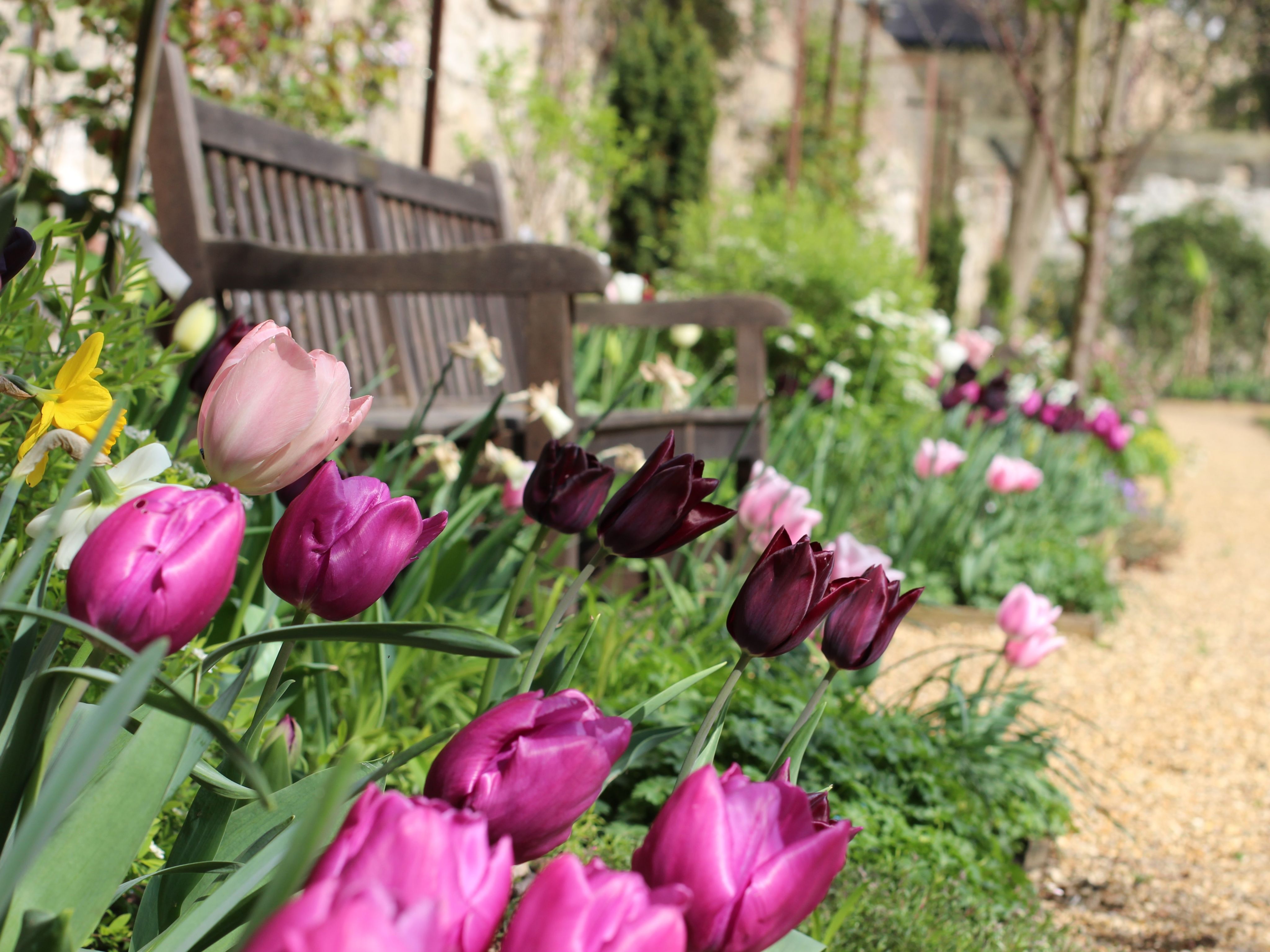 Pink and purple tulips by a bench